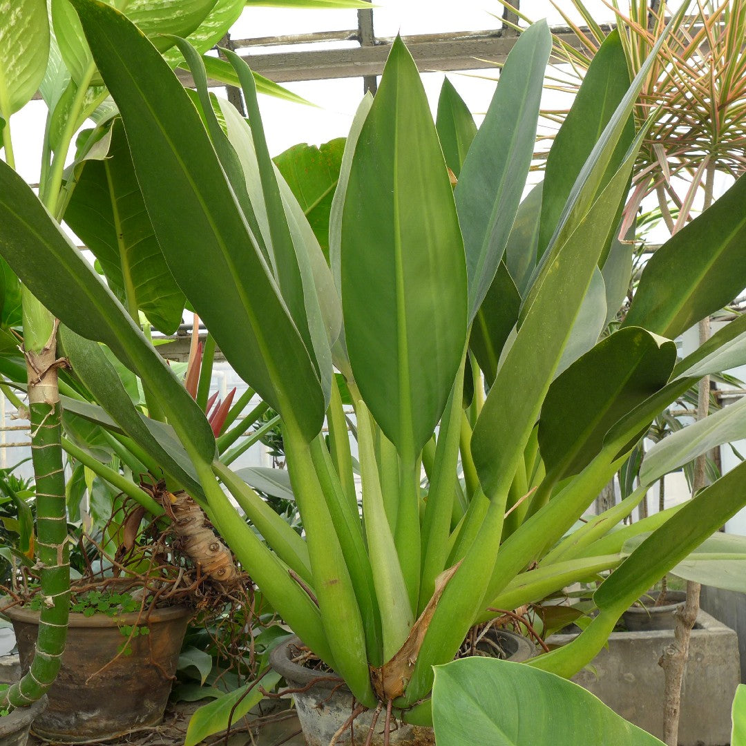 Philodendron Martianum ( Fat Boy)