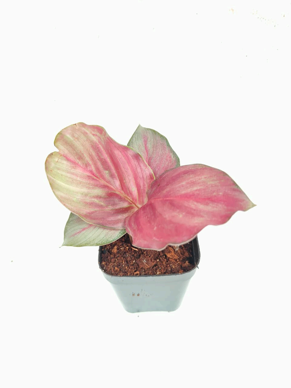 Calathea Silver Plate foliage detail – healthy tissue culture houseplant – Foliages India