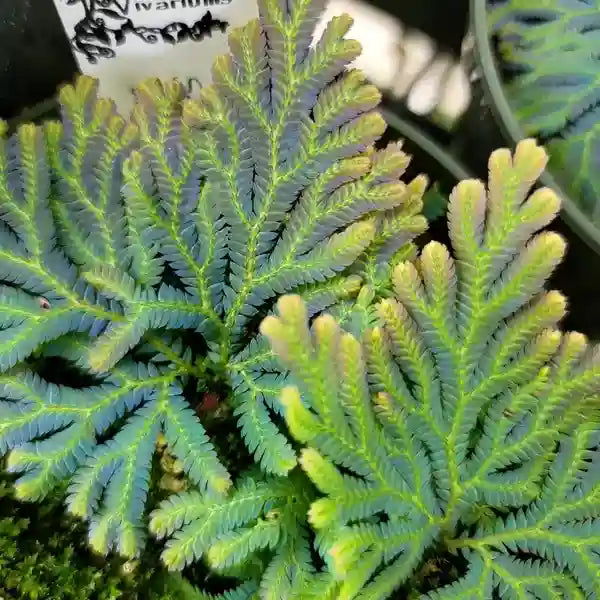 Selaginella siamensis "Hieron" - Super Rare