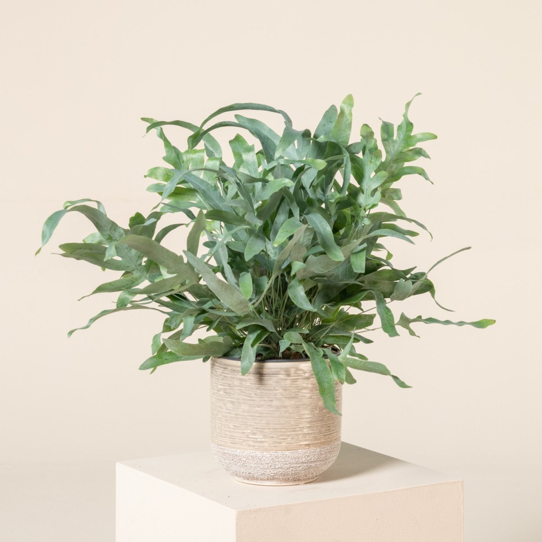 Blue Star Fern leaf details and texture – healthy indoor plant