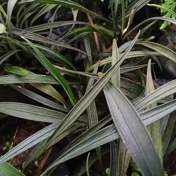 Aridarum Perisai (Josefia Intricata) - Rare