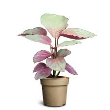 Calathea Silver Plate Live Plant – Rare Starter TC Plant – Foliages India