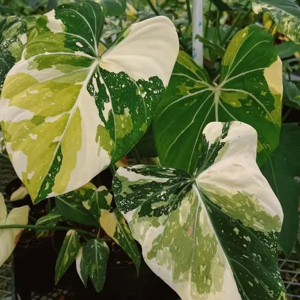 Philodendron Gloriosum Tricolor - Super Rare