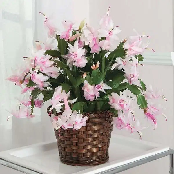 Pink Christmas cactus (Schlumbergera)