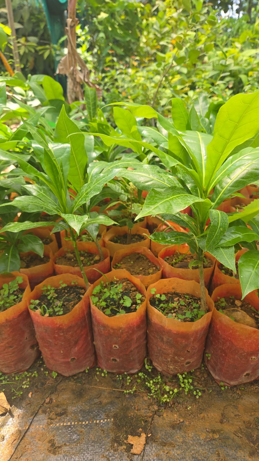 Cut Nut Fruit Plant - Premium Quality - Keyfarm Wayanad