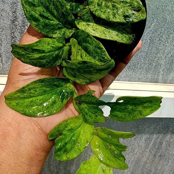 Raphidorphia korthalsii aurea verigated