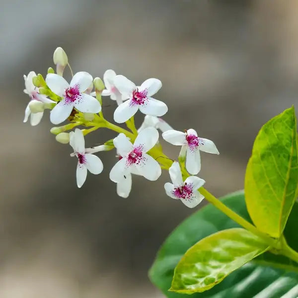 Golden Net-Bush | Pseuderanthemum Reticulatum plant