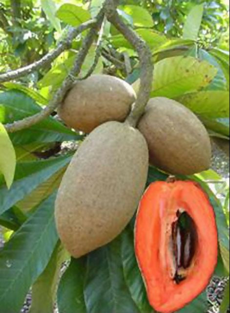 Mamey Sapote Magana Live Plants