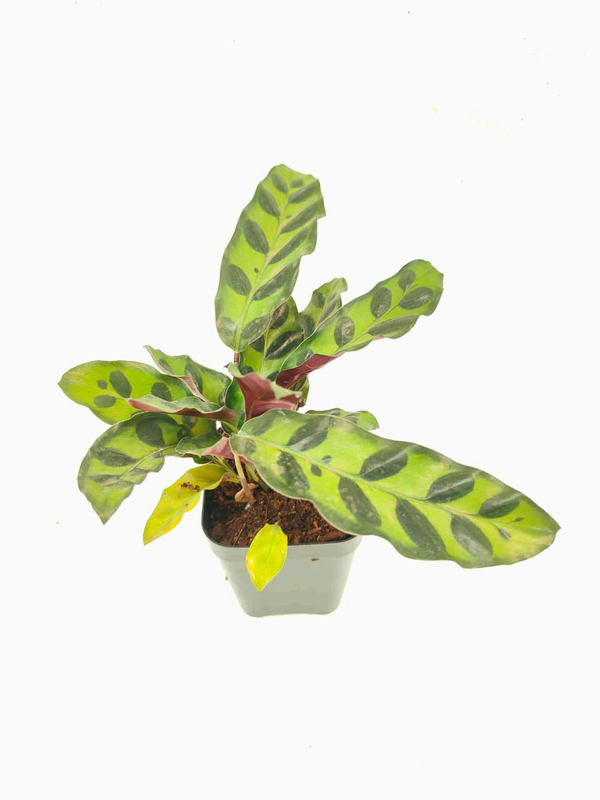 Calathea Insignis foliage detail – healthy tissue culture houseplant – Foliages India