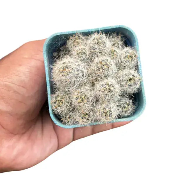 Mammilaria Prolifera