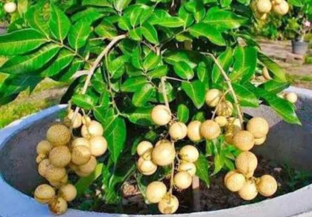 Shogun Longan Fruit Plant - Keyfarm Wayanad