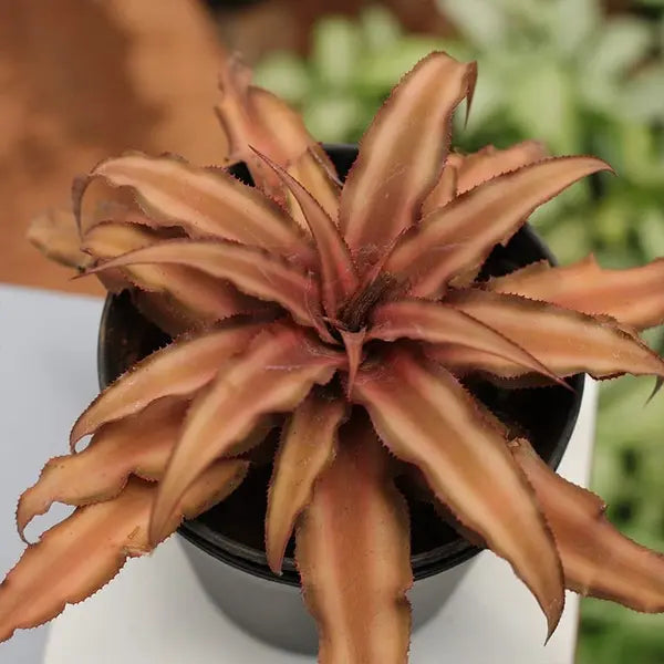 Cryptanthus Brown