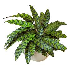 Calathea Insignis Live Plant – Rare Starter TC Plant – Foliages India
