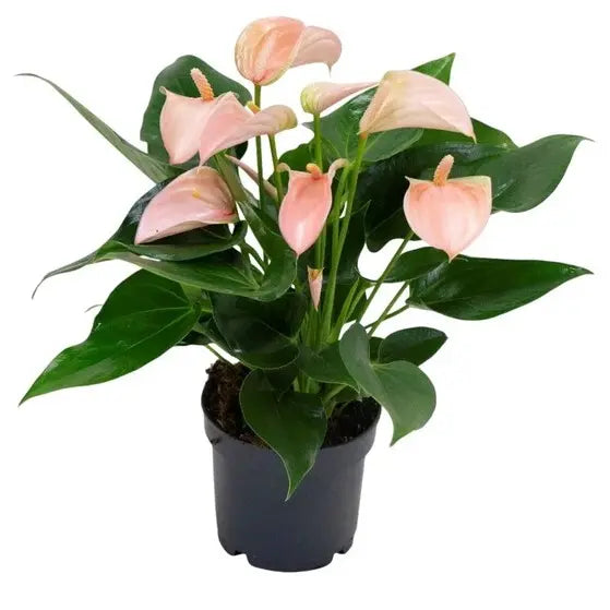 Peach Anthurium Plant