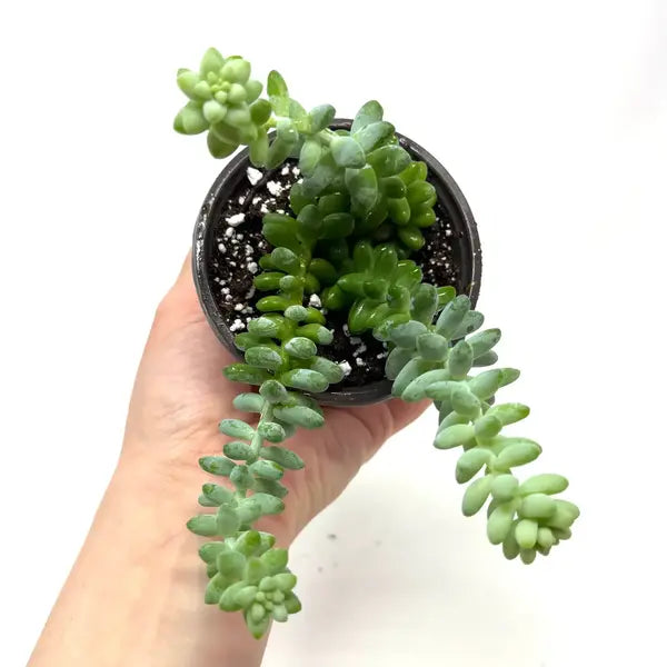 Sedum Morganianum 'Burro's Tail'