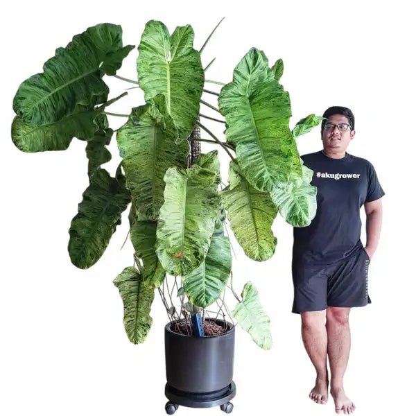 Philodendron Paraiso Verde - Rare