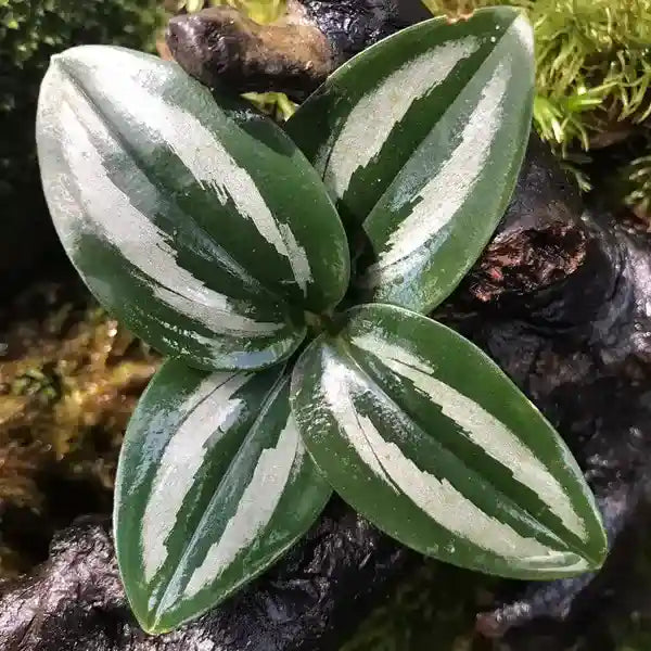 Scaphochlamys Scintillans Ooi - Rare