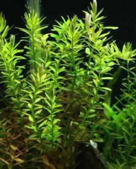 Rotala rotundifolia-green (6 stem cuttings)