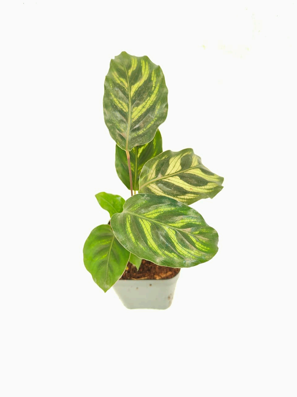 Peacock Prayer foliage detail – healthy tissue culture houseplant – Foliages India