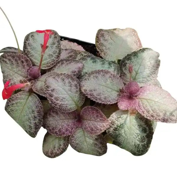 Episcia Pink Pearl - Red Flower