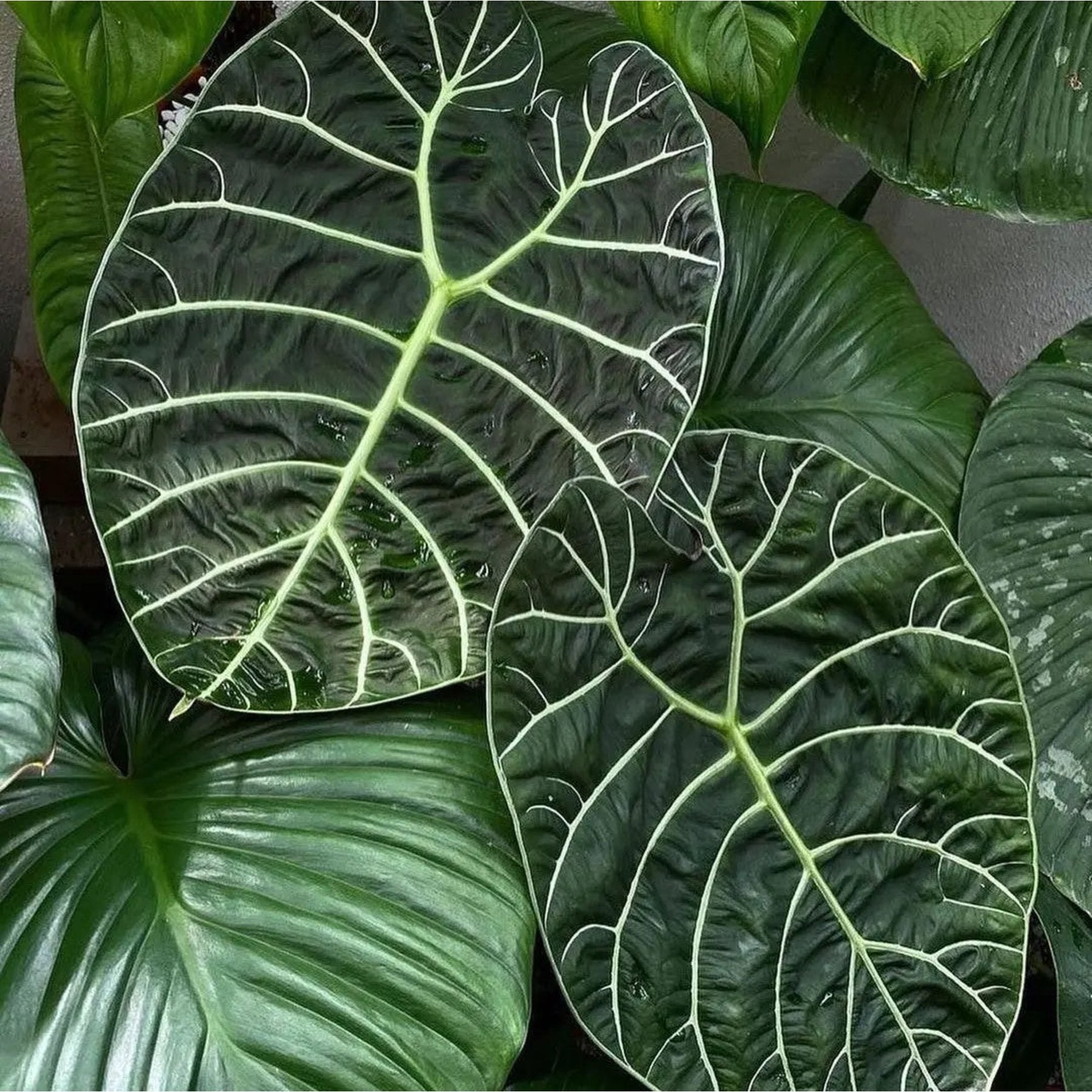 Alocasia Watsoniana live plant Aloevera Greens view 4 buy online Foliages.in