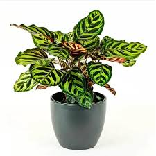 Peacock Prayer Live Plant – Rare Starter TC Plant – Foliages India