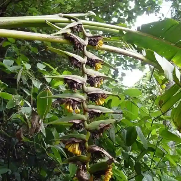 Heliconia Solomonensis