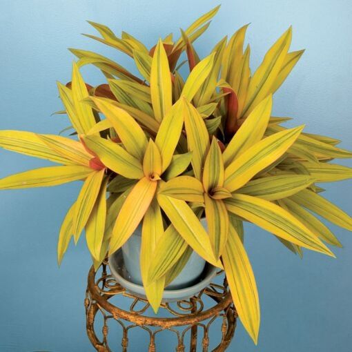 Rhoeo Golden, Rhoeo Spathacea Sitara Gold - Plant
