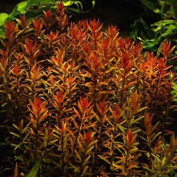 Rotala rotundifolia "Hi Red" (6 stem cuttings)