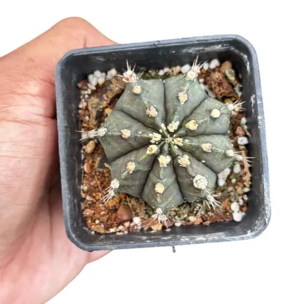 Gymnocalycium mihanovichii
