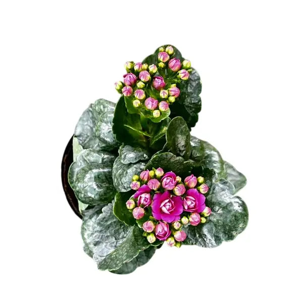 Kalanchoe Purple
