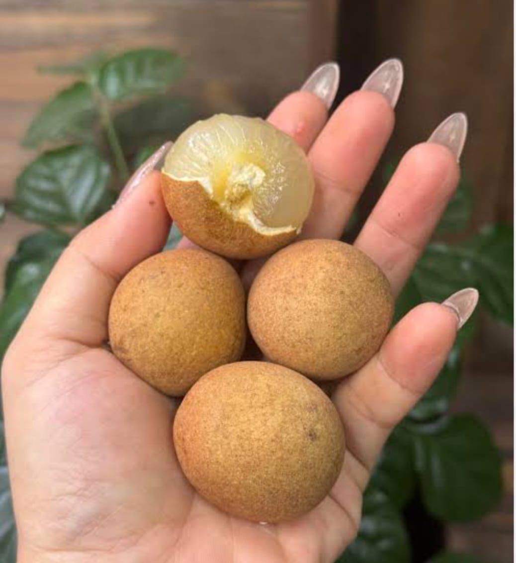 Bapcai Longan Fruit Plant - Commercial Variety - Keyfarm Wayanad