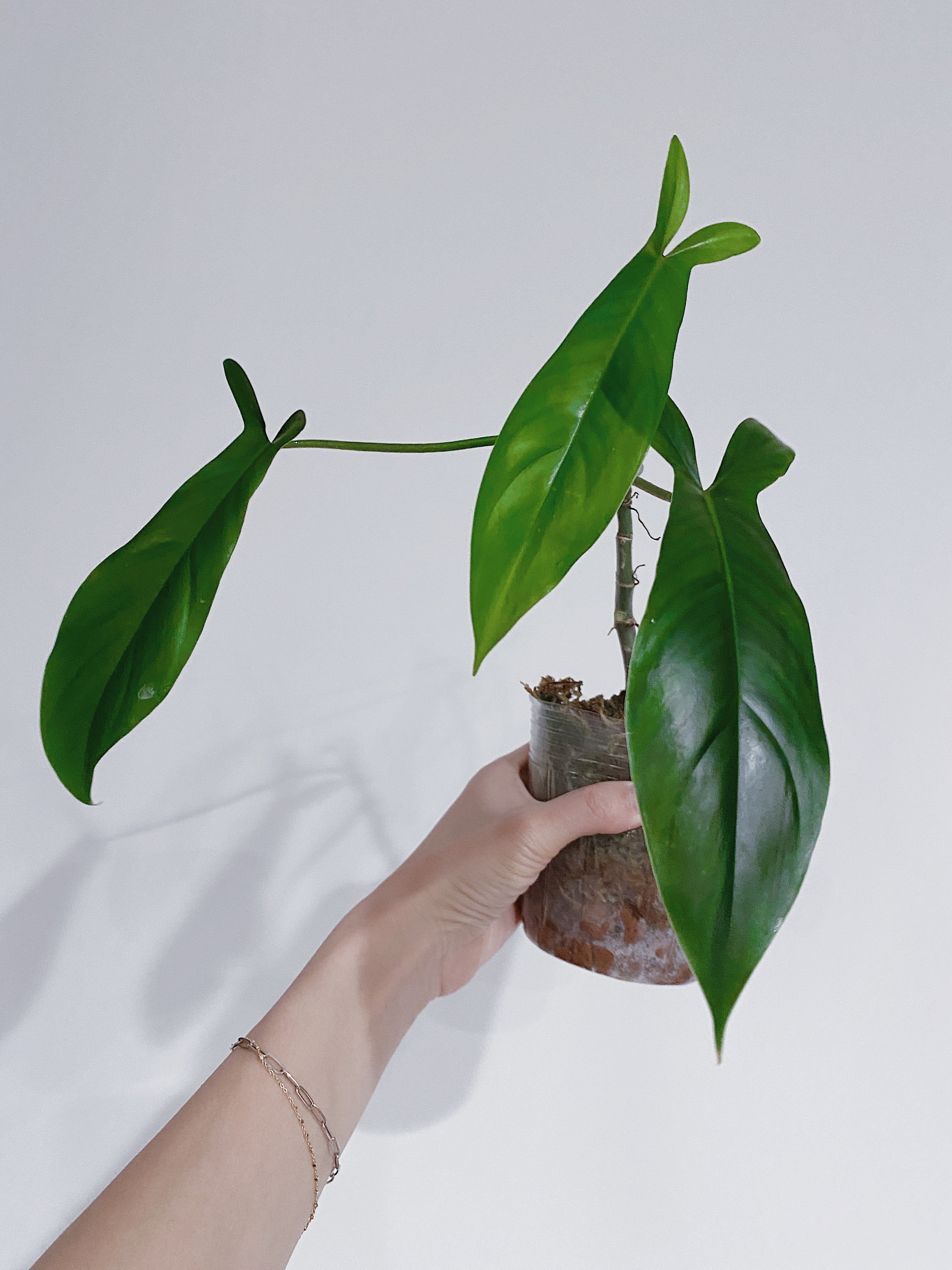 Philodendron bette Waterbury (69686)