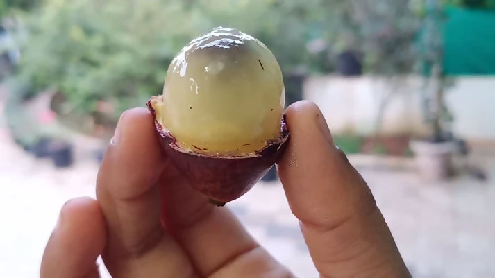 Purple Matoa Fruit Plants (Pometia Pinnata)