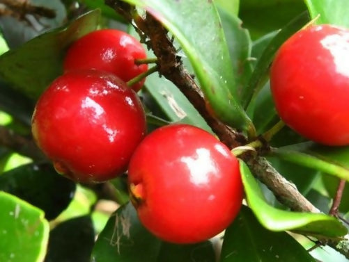 Cedar Bay Cherry (Eugenia reinwardtiana)