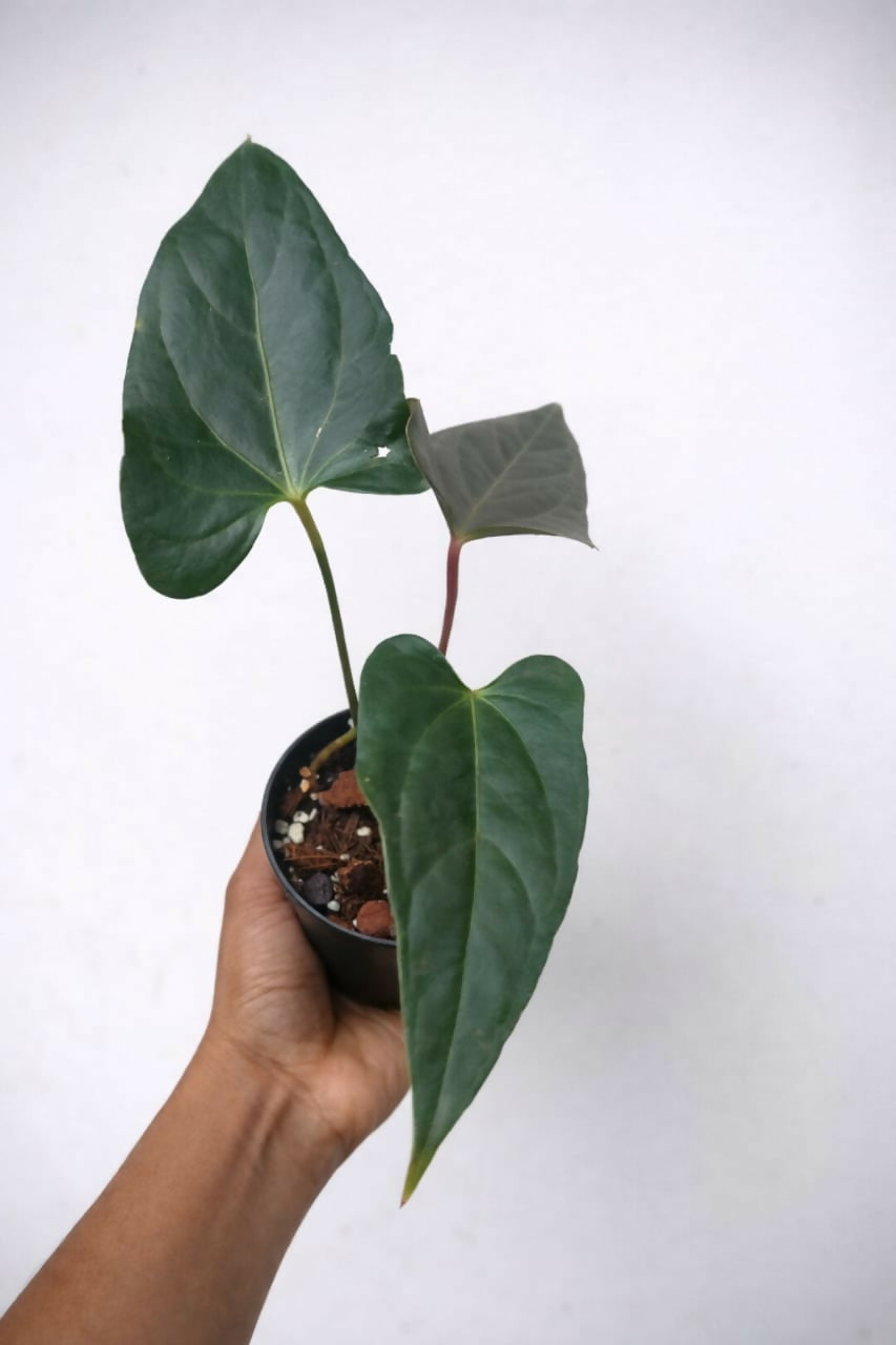 Anthurium Nigrolaminum Gigi - Rare