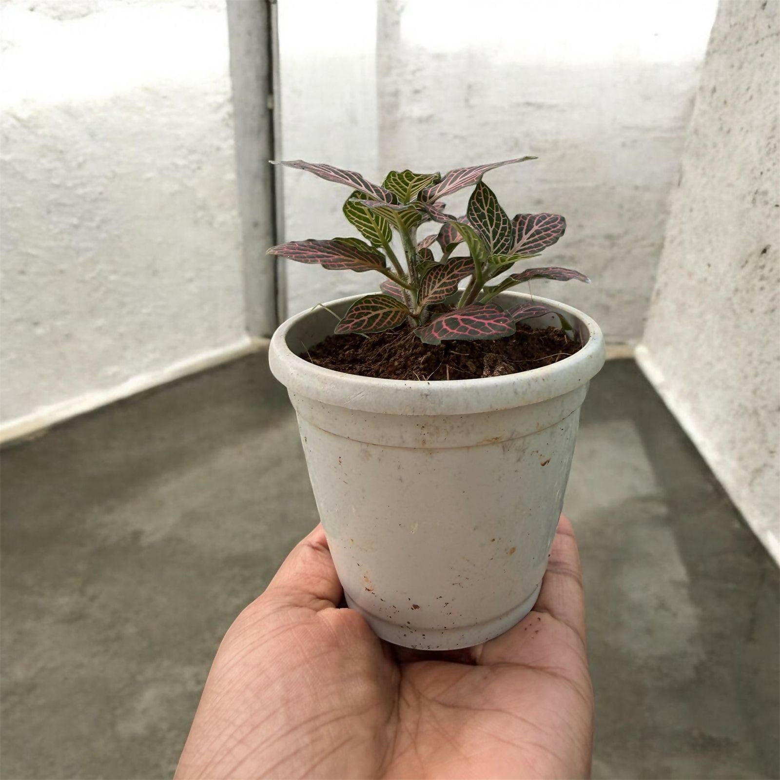 Fittonia