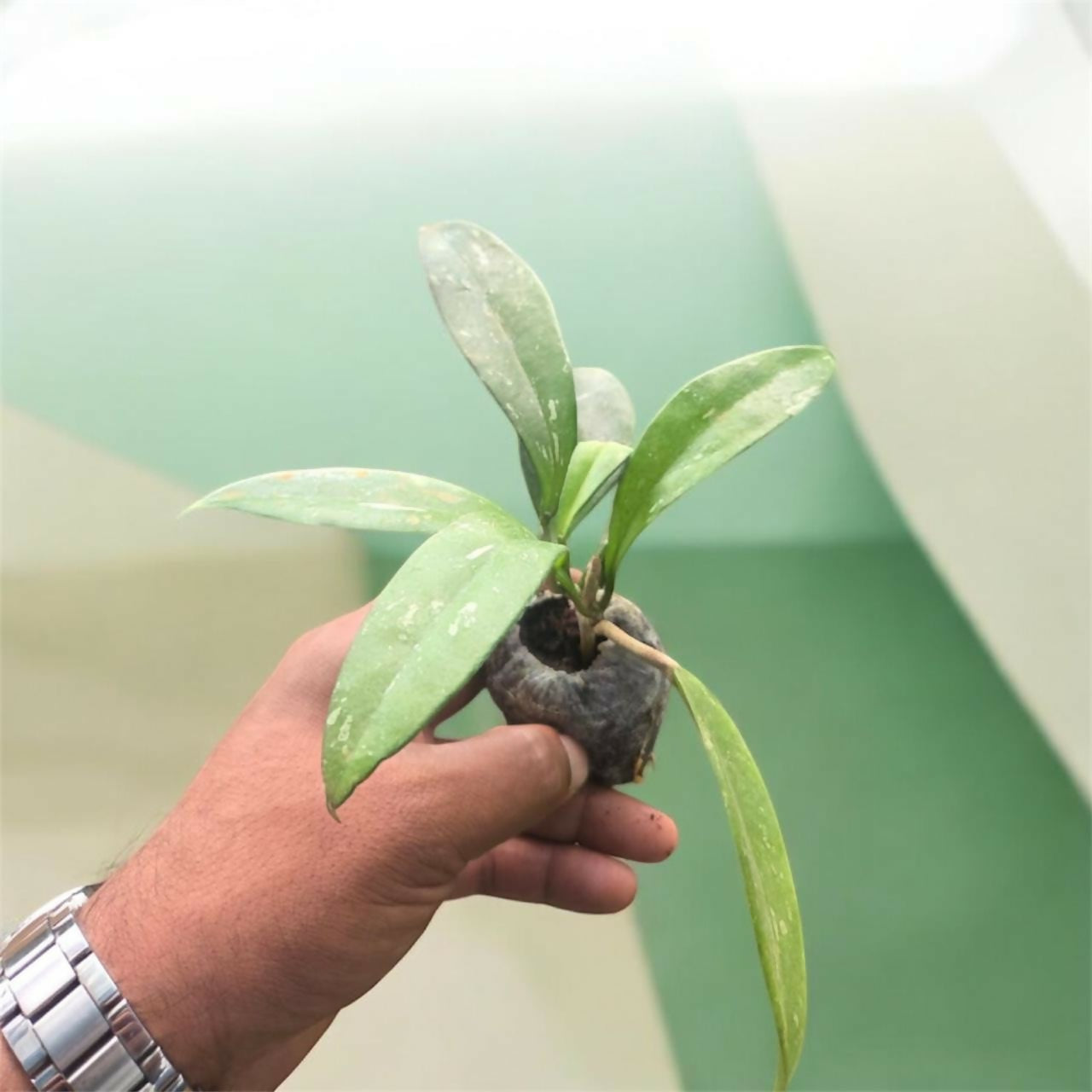 Hoya combo-5 plants-Jiffy sized