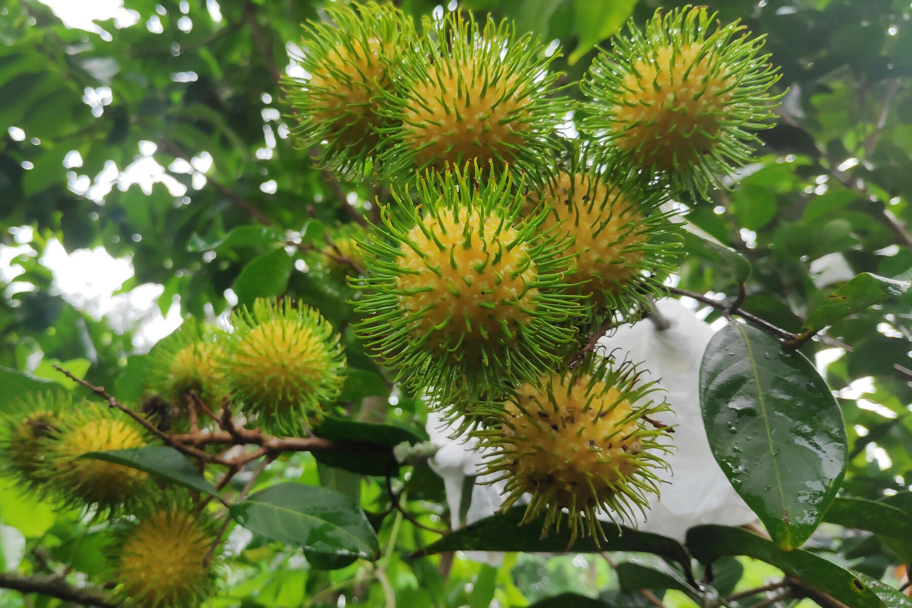 E35 Rambutan Live Plants (yellow)