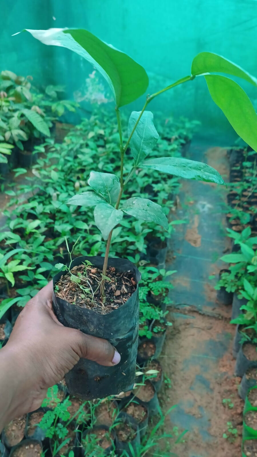 Orange Ice Cream Bean – Live Grafted - Keyfarm Wayanad