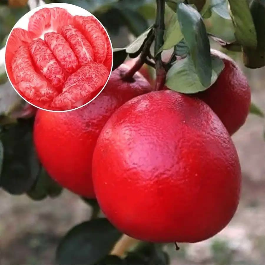 Thai red Pomelo Live Plant