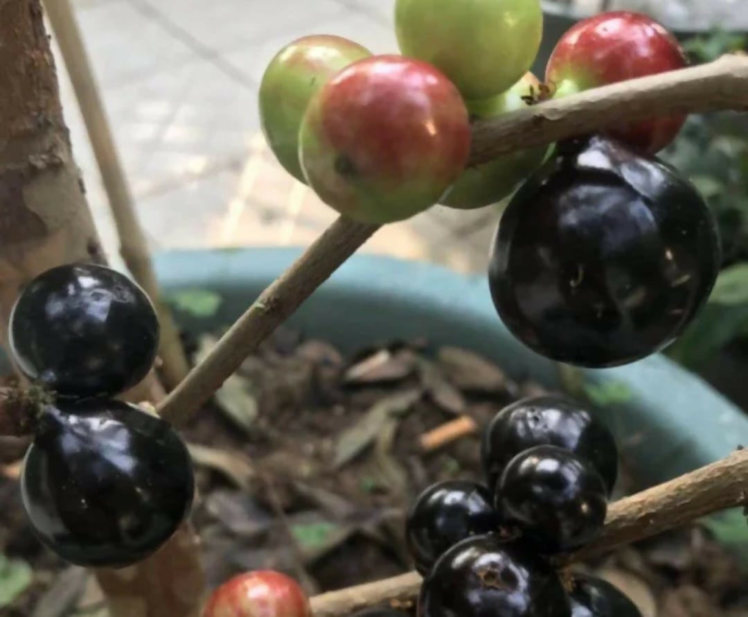 Acupaulista Jaboticaba – Rare Approach Graft - Keyfarm Wayanad