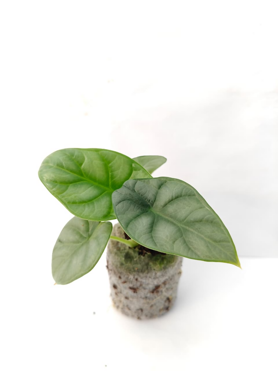 Alocasia Silver Dragon – Rare TC Plant - Ethereal DNA