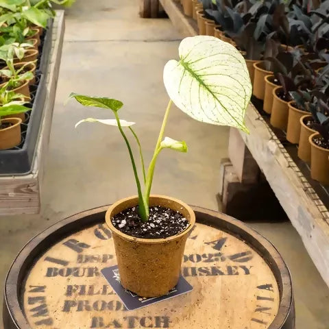 Monstera Deliciosa White Monster