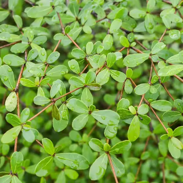Terminalia Mantaly, Madagascar Almond- Live Plant