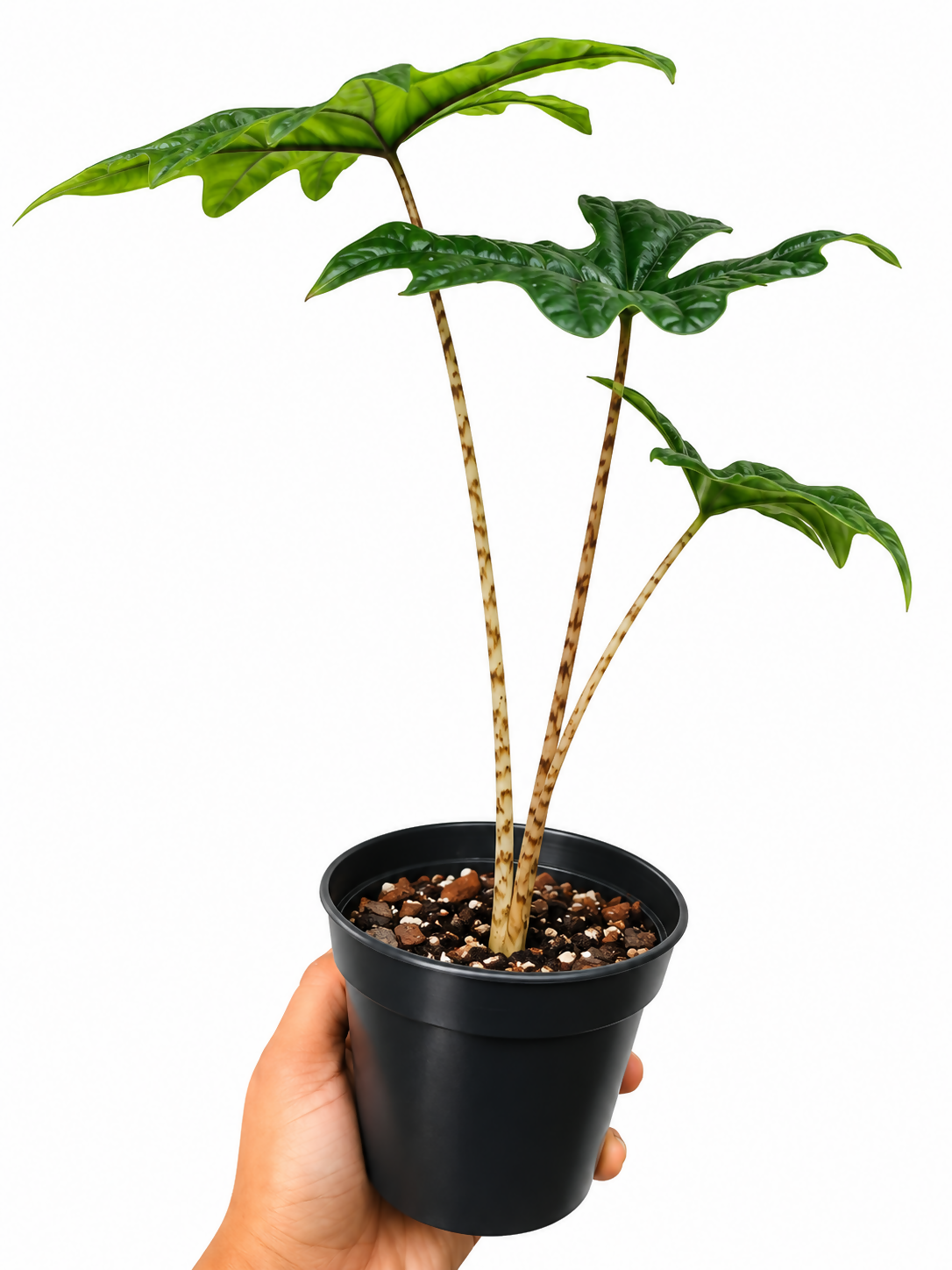 Alocasia Jacklyn sapling- Tropical house plant- The Lush Flora