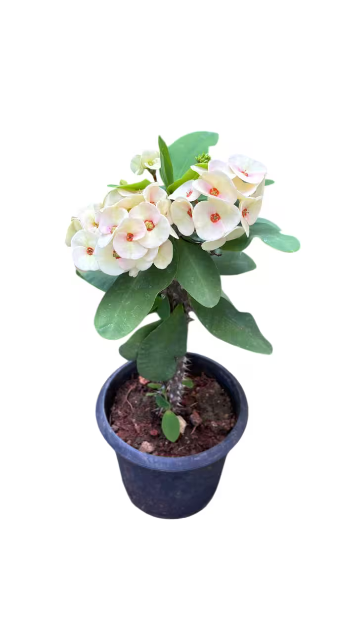 Euphorbia Milli- E1