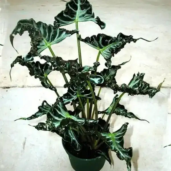 Alocasia Loco