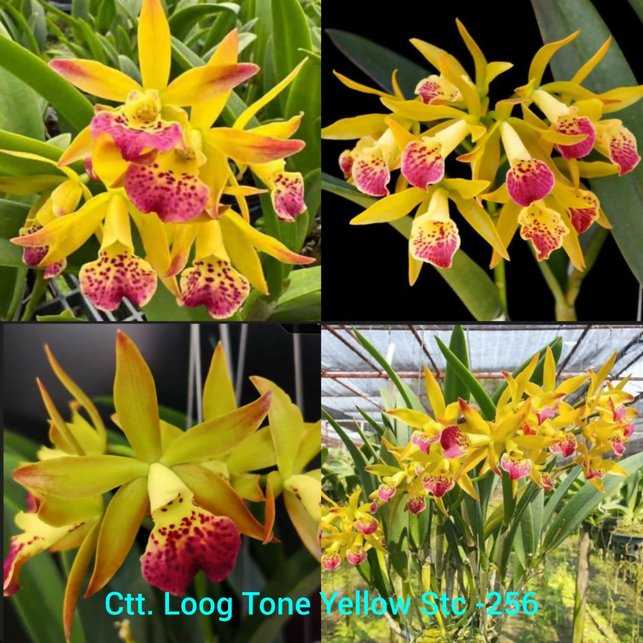 Cattleya Loong Tone Yellow Stc-256- Blooming size