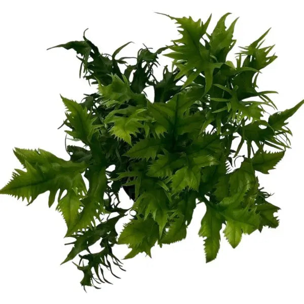 Hawaiian Sunshine Fern (Phymatosorus scolopendria)